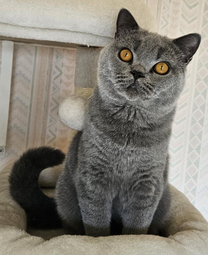 NL*Riva Elias Baltasar Mâle British Shorthair