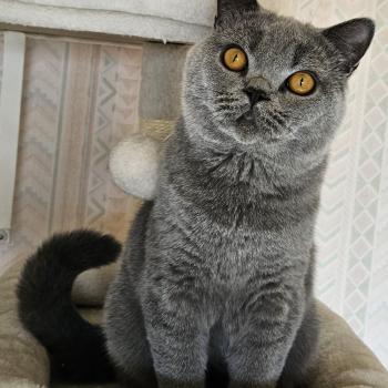 NL*Riva Elias Baltasar Mâle British Shorthair