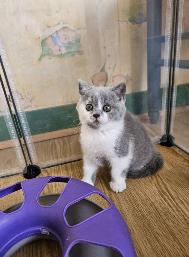 So Perfect's Akina Femelle British Shorthair So Perfect's Akina Femelle British Shorthair