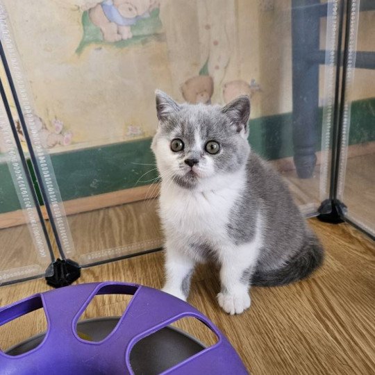 So Perfect's Akina Femelle British Shorthair