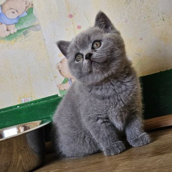 chaton British Shorthair blue So Perfect's Anakin Chatterie So Perfect