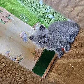 chaton British Shorthair blue So Perfect's Anakin Chatterie So Perfect