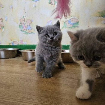 chaton British Shorthair blue So Perfect's Anakin Chatterie So Perfect