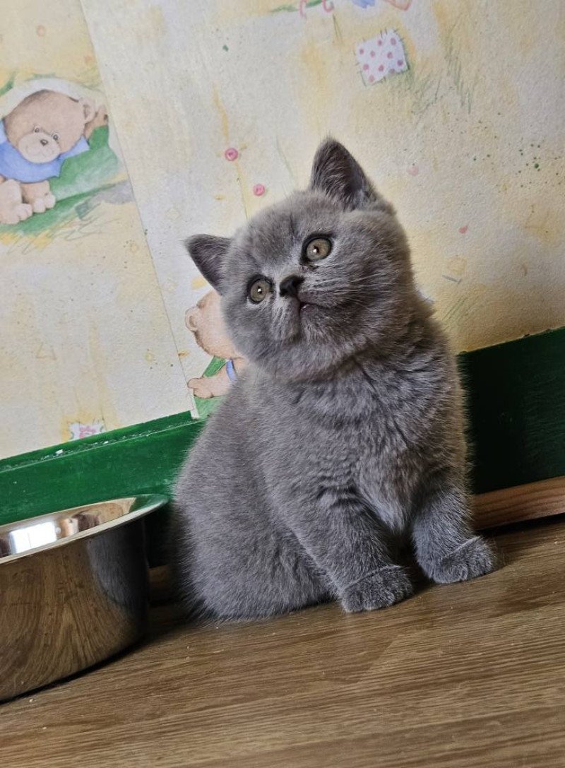 So Perfect's Anakin Mâle British Shorthair