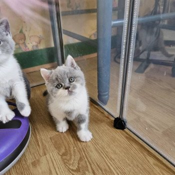 chaton British Shorthair blue bicolor So Perfect's Arobase Chatterie So Perfect