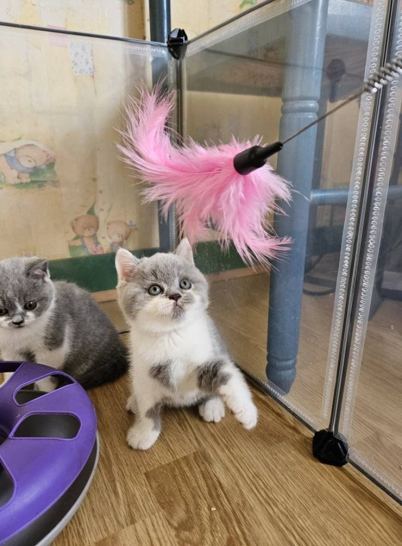 So Perfect's Arobase Mâle British Shorthair