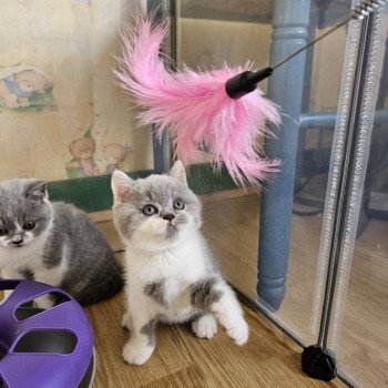 chaton British Shorthair blue bicolor So Perfect's Arobase Chatterie So Perfect