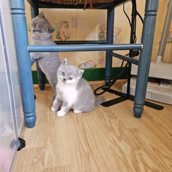 chat British Shorthair blue bicolor So Perfect's Australe Chatterie So Perfect