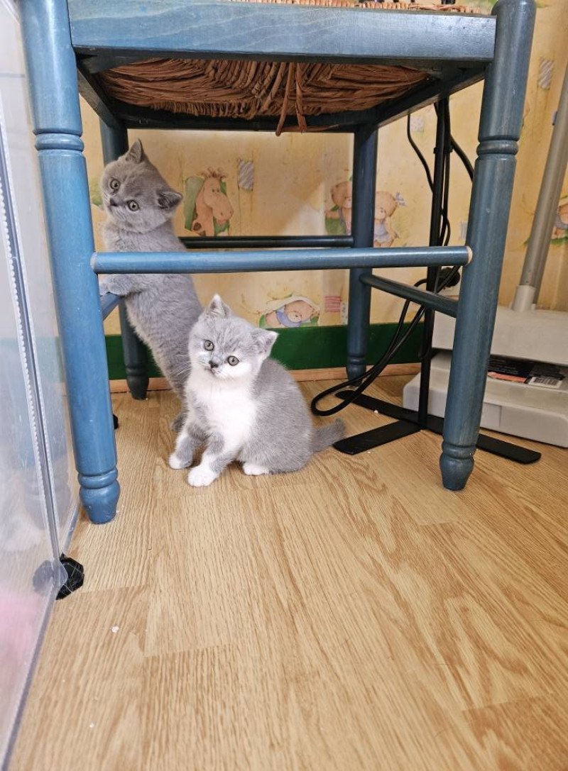 So Perfect's Australe Femelle British Shorthair