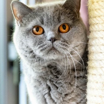 chat British Shorthair blue So Perfect's Oulahop Chatterie So Perfect chat British Shorthair blue So Perfect's Oulahop Chatterie So Perfect