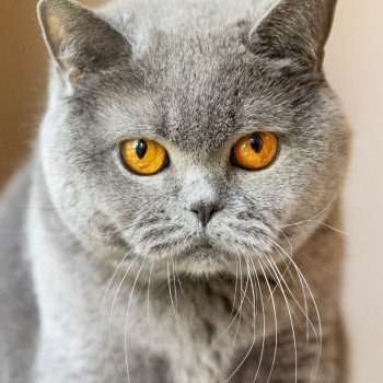 chat British Shorthair blue So Perfect's Oulahop Chatterie So Perfect chat British Shorthair blue So Perfect's Oulahop Chatterie So Perfect