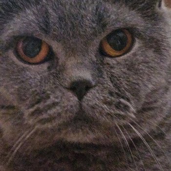 chat British Shorthair blue So Perfect's Oulahop Chatterie So Perfect chat British Shorthair blue So Perfect's Oulahop Chatterie So Perfect