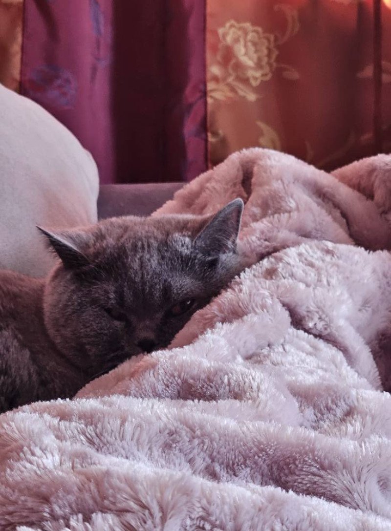 So Perfect's Oulahop Femelle British Shorthair So Perfect's Oulahop Femelle British Shorthair