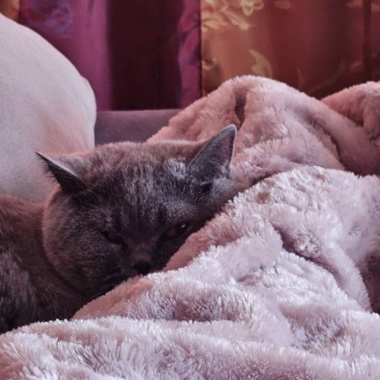 So Perfect's Oulahop Femelle British Shorthair