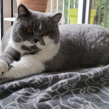 chat British Shorthair blue bicolor So Perfect's Thor Chatterie So Perfect