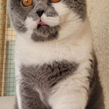 chat British Shorthair blue bicolor So Perfect's Thor Chatterie So Perfect