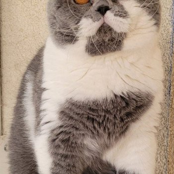 chat British Shorthair blue bicolor So Perfect's Thor Chatterie So Perfect