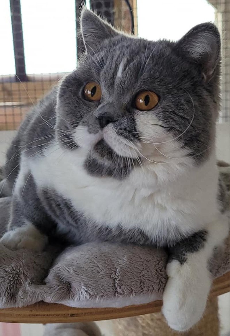 So Perfect's Thor Mâle British Shorthair