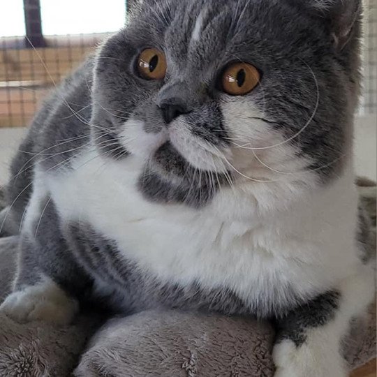 So Perfect's Thor Mâle British Shorthair