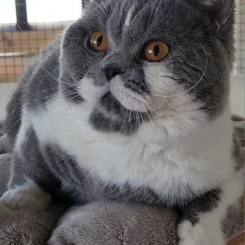 chat British Shorthair blue bicolor So Perfect's Thor Chatterie So Perfect