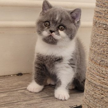 chat British Shorthair blue bicolor So Perfect's Thor Chatterie So Perfect