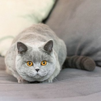 chat British Shorthair blue So Perfect's U'Oups Chatterie So Perfect