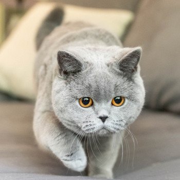 chat British Shorthair blue So Perfect's U'Oups Chatterie So Perfect