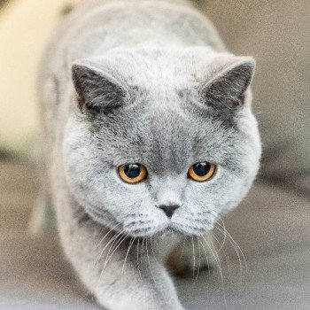 chat British Shorthair blue So Perfect's U'Oups Chatterie So Perfect