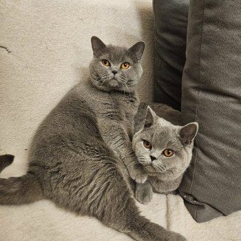 chat British Shorthair blue So Perfect's U'Oups Chatterie So Perfect