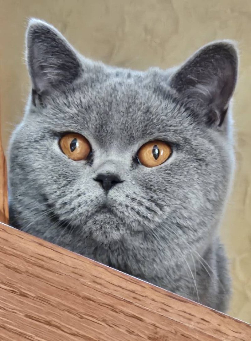 So Perfect's U'Oups Femelle British Shorthair
