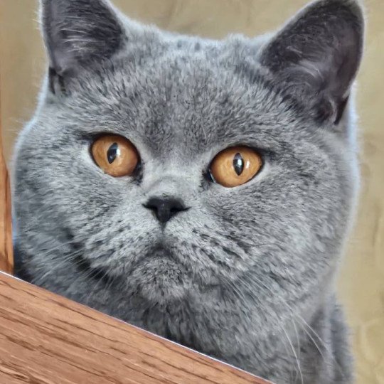 So Perfect's U'Oups Femelle British Shorthair