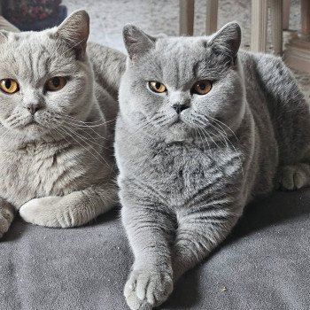 chat British Shorthair So Perfect's Vik Chatterie So Perfect chat British Shorthair So Perfect's Vik Chatterie So Perfect