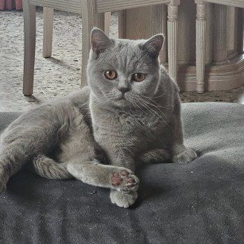 chat British Shorthair So Perfect's Vik Chatterie So Perfect chat British Shorthair So Perfect's Vik Chatterie So Perfect