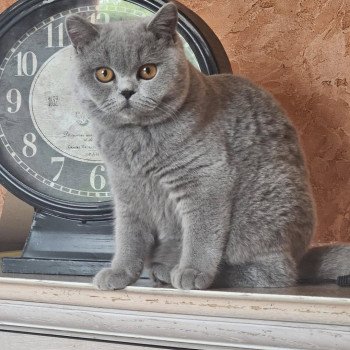 chat British Shorthair So Perfect's Vik Chatterie So Perfect chat British Shorthair So Perfect's Vik Chatterie So Perfect