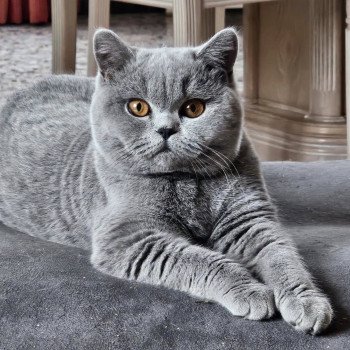 chat British Shorthair So Perfect's Vik Chatterie So Perfect chat British Shorthair So Perfect's Vik Chatterie So Perfect