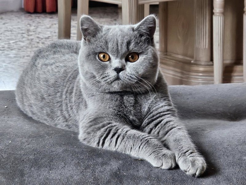 So Perfect's Vik Femelle British Shorthair So Perfect's Vik Femelle British Shorthair