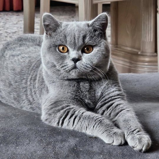 So Perfect's Vik Femelle British Shorthair