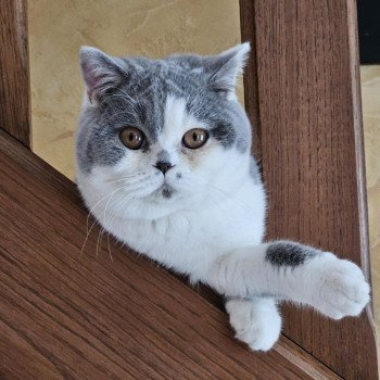 chat British Shorthair So Perfect's Ziva Chatterie So Perfect