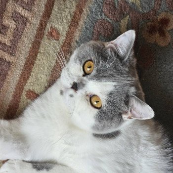 chat British Shorthair So Perfect's Ziva Chatterie So Perfect