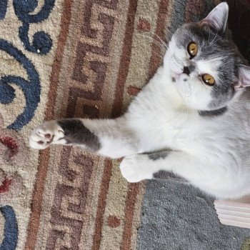 chat British Shorthair So Perfect's Ziva Chatterie So Perfect