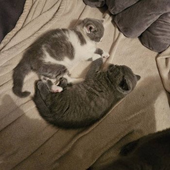 chat British Shorthair So Perfect's Ziva Chatterie So Perfect