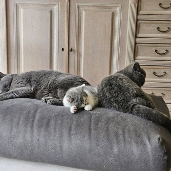 chat British Shorthair So Perfect's Ziva Chatterie So Perfect