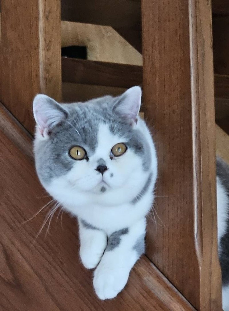 So Perfect's Ziva Femelle British Shorthair