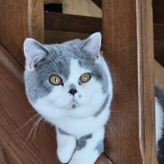 So Perfect's Ziva Femelle British Shorthair