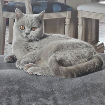 chat British Shorthair lilac U'Too Chatterie So Perfect chat British Shorthair lilac U'Too Chatterie So Perfect