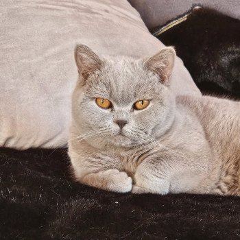chat British Shorthair lilac U'Too Chatterie So Perfect chat British Shorthair lilac U'Too Chatterie So Perfect