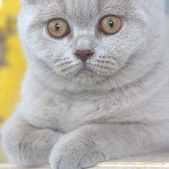 chat British Shorthair lilac U'Too Chatterie So Perfect chat British Shorthair lilac U'Too Chatterie So Perfect