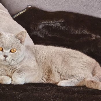 chat British Shorthair lilac U'Too Chatterie So Perfect chat British Shorthair lilac U'Too Chatterie So Perfect