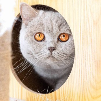 chat British Shorthair lilac U'Too Chatterie So Perfect chat British Shorthair lilac U'Too Chatterie So Perfect