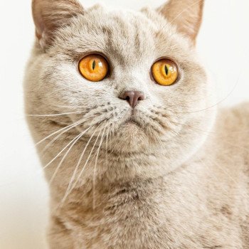 chat British Shorthair lilac U'Too Chatterie So Perfect chat British Shorthair lilac U'Too Chatterie So Perfect